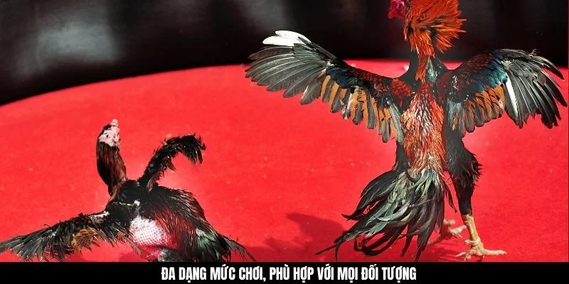 Đa dạng mức chơi, phù hợp với mọi đối tượng