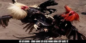 Đá Gà BEN88 - Khám Phá Sảnh Game Cá Cược Mang Đẳng Cấp Quốc Tế