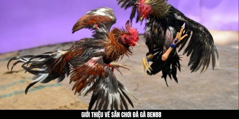 Giới thiệu về sân chơi đá gà BEN88