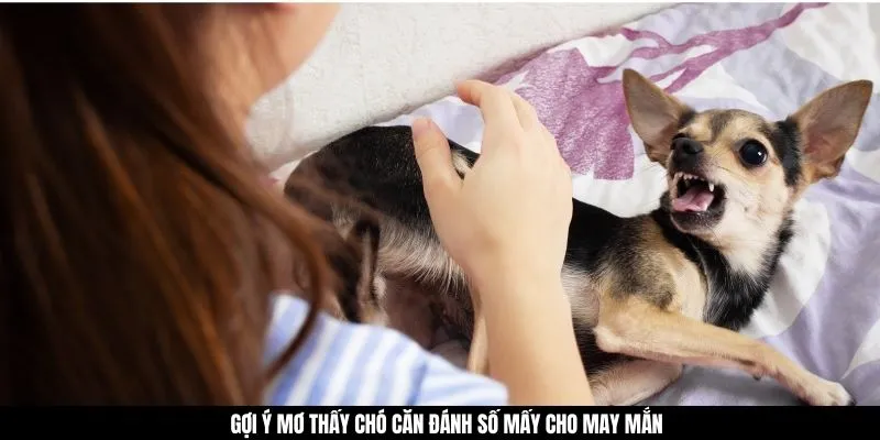 Gợi ý mơ thấy chó căn đánh số mấy cho may mắn