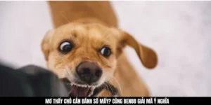 Mơ Thấy Chó Cắn Đánh Số Mấy? Cùng BEN88 Giải Mã Ý Nghĩa