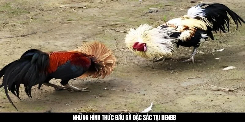 Những hình thức đấu gà đặc sắc tại BEN88